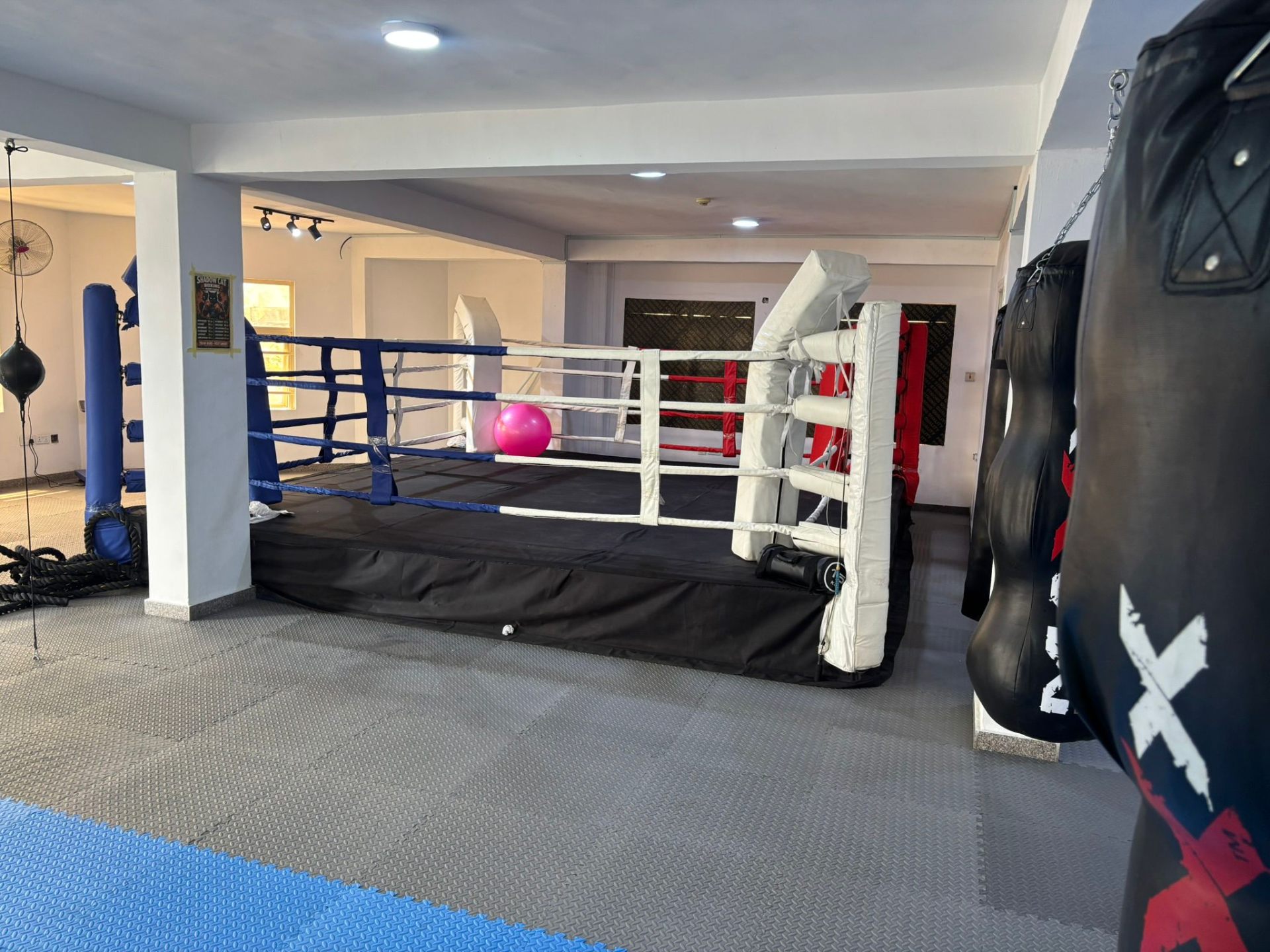 Shadow Cat Boxing Gym main ring